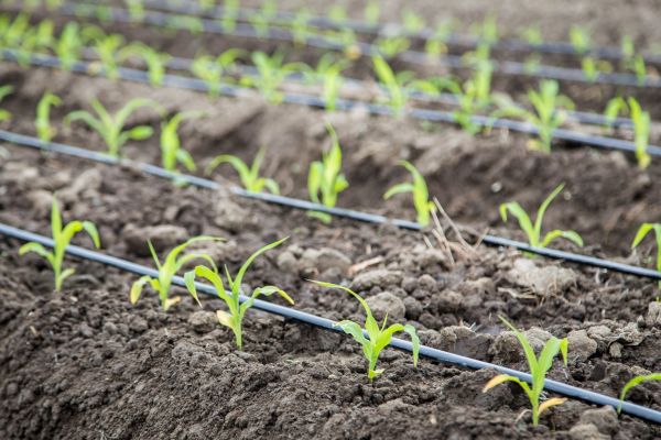 Drip Irrigation System Design