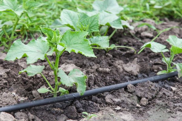 Crop Watering